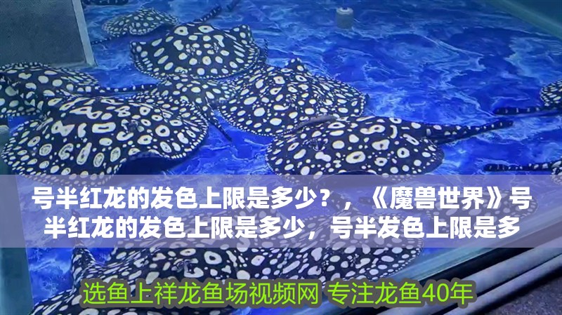 號半紅龍的發色上限是多少？，《魔獸世界》號半紅龍的發色上限是多少，號半發色上限是多少