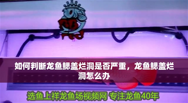 如何判斷龍魚鰓蓋爛洞是否嚴重，龍魚鰓蓋爛洞怎么辦