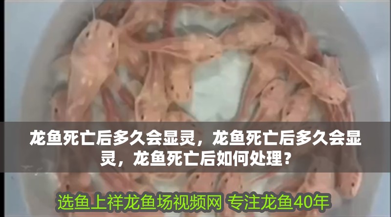 龍魚死亡后多久會顯靈，龍魚死亡后多久會顯靈，龍魚死亡后如何處理？