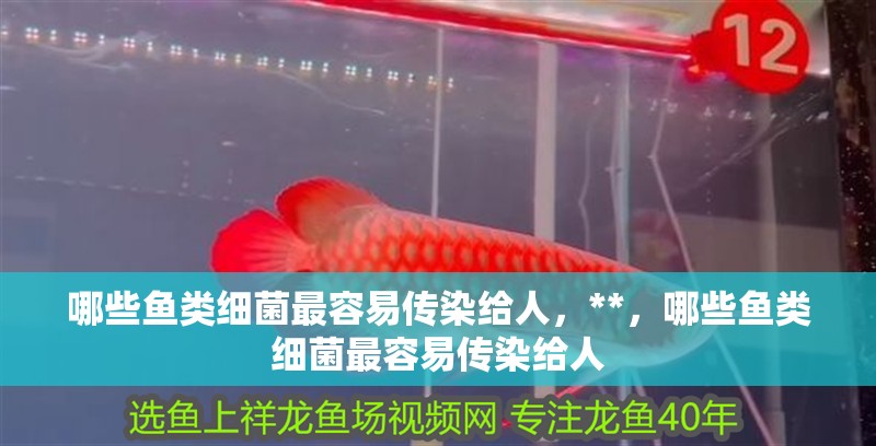 哪些魚(yú)類(lèi)細(xì)菌最容易傳染給人，**，哪些魚(yú)類(lèi)細(xì)菌最容易傳染給人