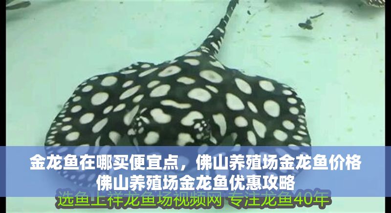 金龍魚在哪買便宜點，佛山養殖場金龍魚價格佛山養殖場金龍魚優惠攻略