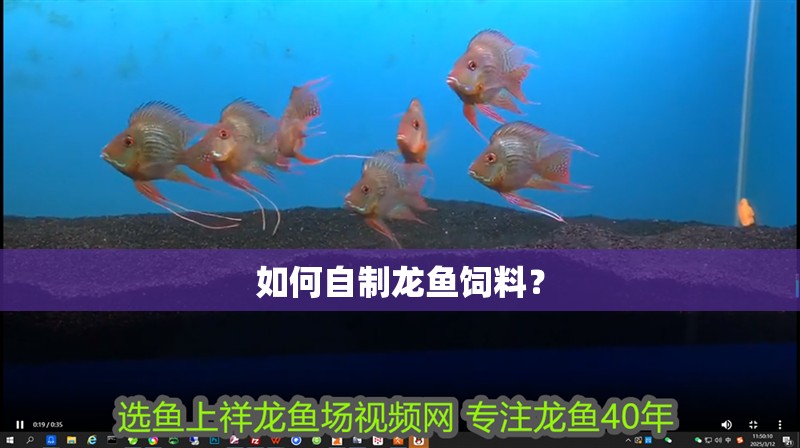 如何自制龍魚飼料？