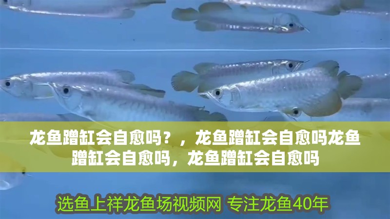 龍魚蹭缸會自愈嗎？，龍魚蹭缸會自愈嗎龍魚蹭缸會自愈嗎，龍魚蹭缸會自愈嗎