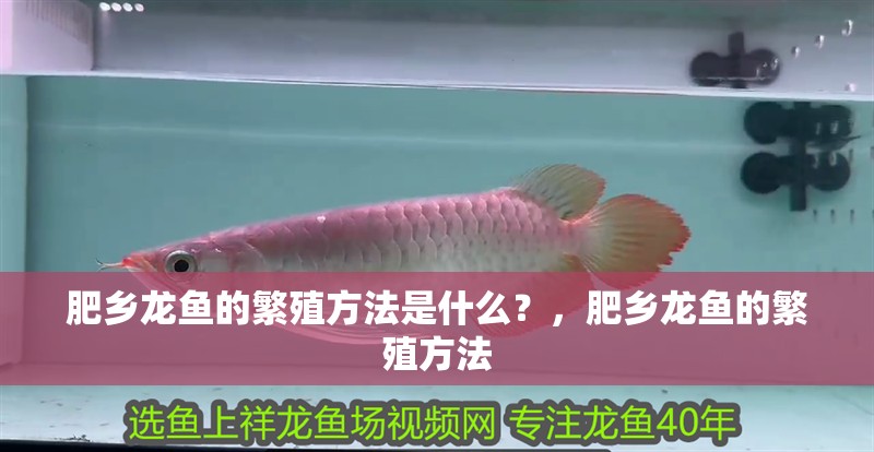肥鄉龍魚的繁殖方法是什么？，肥鄉龍魚的繁殖方法