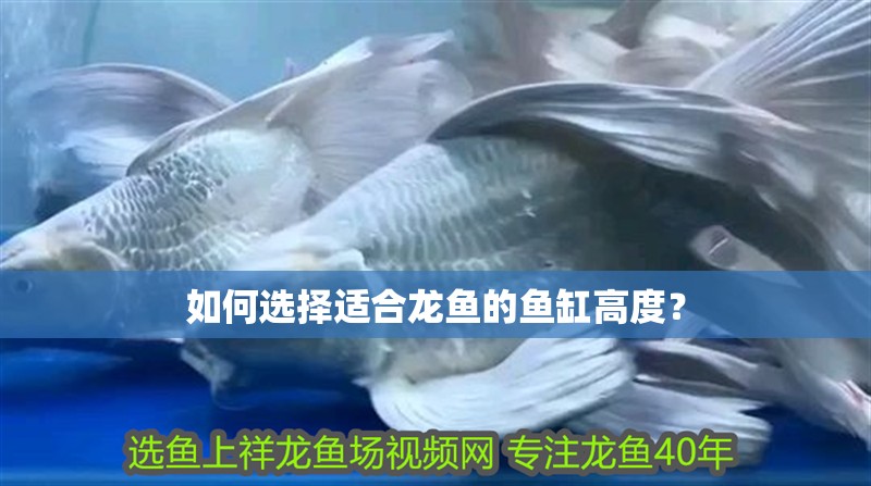 如何選擇適合龍魚的魚缸高度？