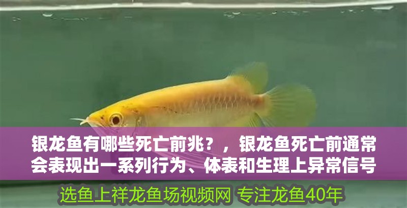 銀龍魚有哪些死亡前兆？，銀龍魚死亡前通常會表現出一系列行為、體表和生理上異常信號