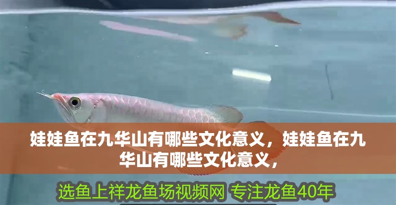 娃娃魚在九華山有哪些文化意義，娃娃魚在九華山有哪些文化意義，