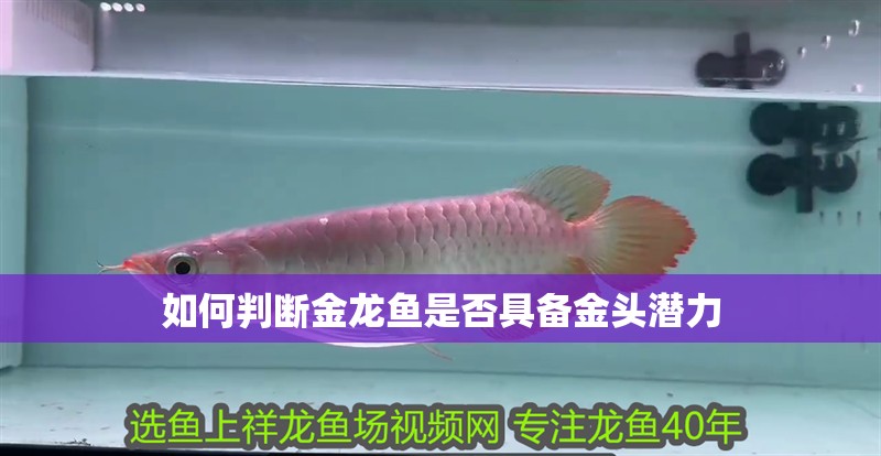 詳細閱讀:如何判斷金龍魚是否具備金頭潛力 如何判斷金龍魚是否具備金頭潛力