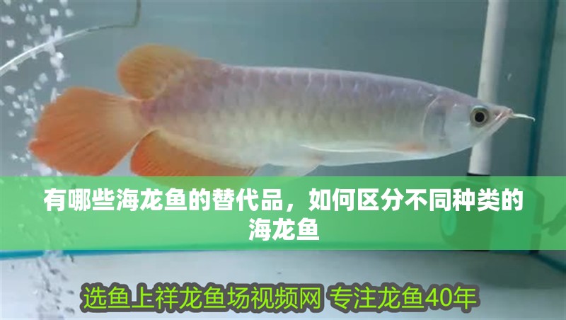 詳細閱讀:有哪些海龍魚的替代品,如何區分不同種類的海龍魚 有哪些海龍魚的替代品,如何區分不同種類的海龍魚