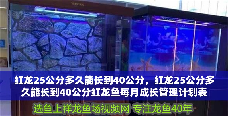 紅龍25公分多久能長到40公分，紅龍25公分多久能長到40公分紅龍魚每月成長管理計劃表