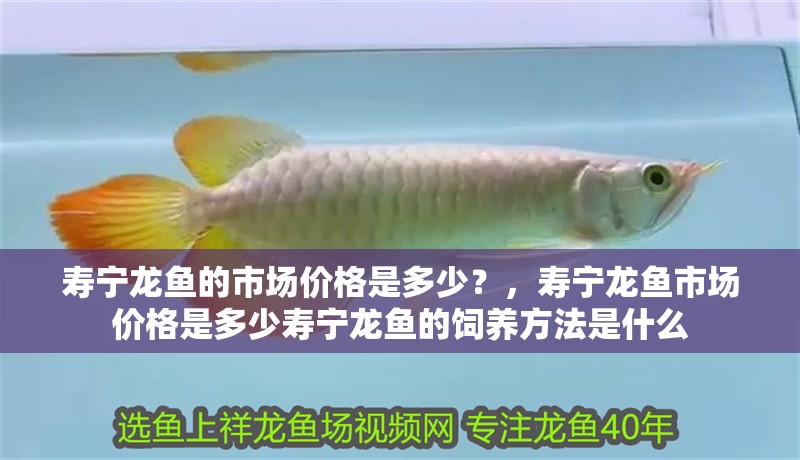 壽寧龍魚的市場價格是多少？，壽寧龍魚市場價格是多少壽寧龍魚的飼養方法是什么