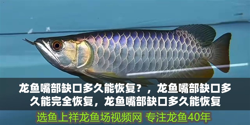 龍魚嘴部缺口多久能恢復？，龍魚嘴部缺口多久能完全恢復，龍魚嘴部缺口多久能恢復 龍魚嘴部缺口多久能恢復？，龍魚嘴部缺口多久能完全恢復，龍魚嘴部缺口多久能恢復 龍魚百科