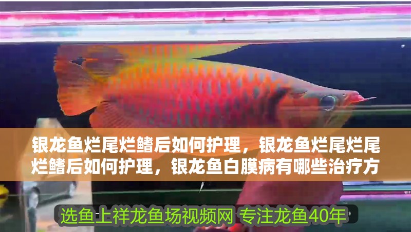 銀龍魚爛尾爛鰭后如何護理，銀龍魚爛尾爛尾爛鰭后如何護理，銀龍魚白膜病有哪些治療方法