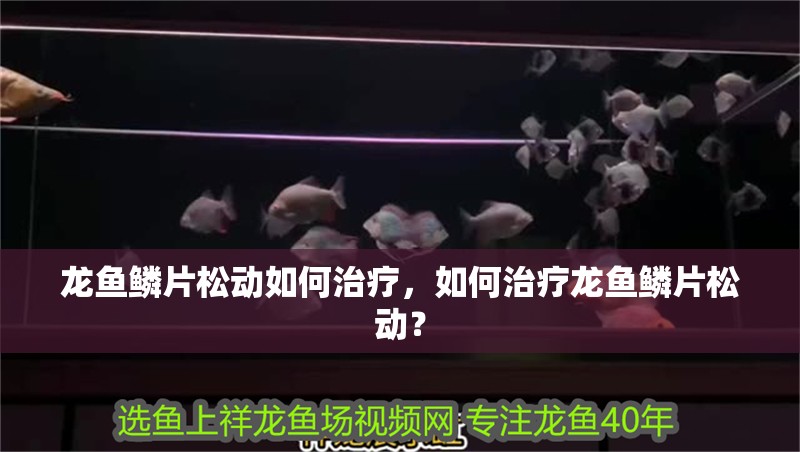 龍魚鱗片松動如何治療，如何治療龍魚鱗片松動？