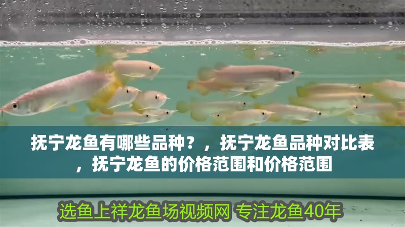 撫寧龍魚有哪些品種？，撫寧龍魚品種對(duì)比表，撫寧龍魚的價(jià)格范圍和價(jià)格范圍