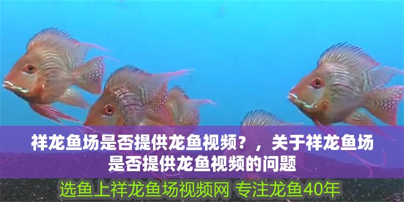 祥龍魚場是否提供龍魚視頻？，關于祥龍魚場是否提供龍魚視頻的問題