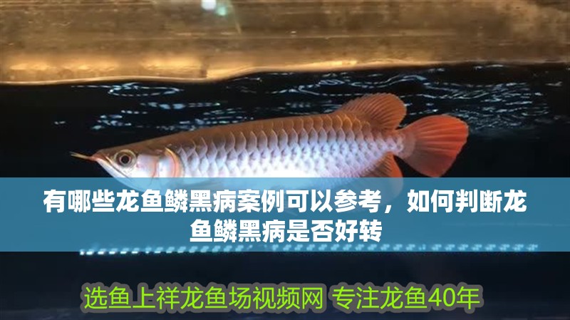 有哪些龍魚鱗黑病案例可以參考，如何判斷龍魚鱗黑病是否好轉