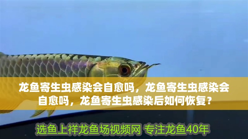 龍魚寄生蟲感染會自愈嗎，龍魚寄生蟲感染會自愈嗎，龍魚寄生蟲感染后如何恢復？