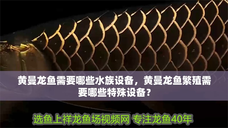 黃曼龍魚需要哪些水族設(shè)備，黃曼龍魚繁殖需要哪些特殊設(shè)備？