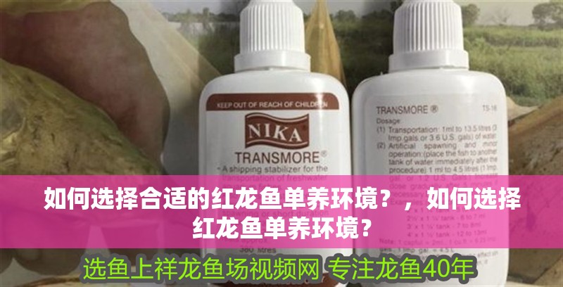 如何選擇合適的紅龍魚單養(yǎng)環(huán)境？，如何選擇紅龍魚單養(yǎng)環(huán)境？