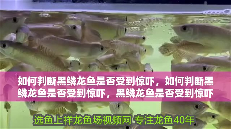 如何判斷黑鱗龍魚是否受到驚嚇，如何判斷黑鱗龍魚是否受到驚嚇，黑鱗龍魚是否受到驚嚇