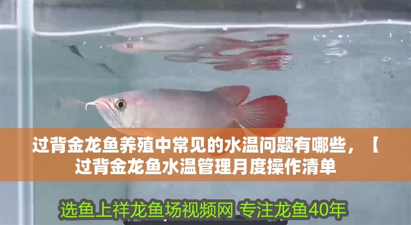 過背金龍魚養殖中常見的水溫問題有哪些，【過背金龍魚水溫管理月度操作清單