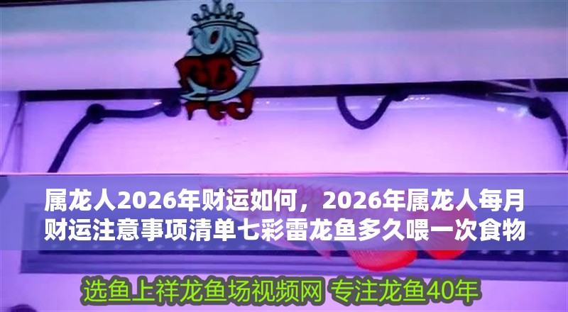 屬龍人2026年財運如何，2026年屬龍人每月財運注意事項清單七彩雷龍魚多久喂一次食物