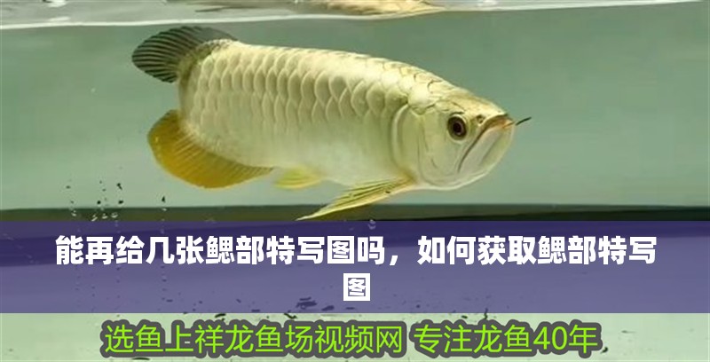 能再給幾張鰓部特寫圖嗎，如何獲取鰓部特寫圖
