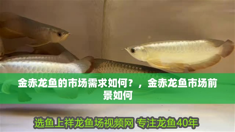 金赤龍魚的市場需求如何？，金赤龍魚市場前景如何