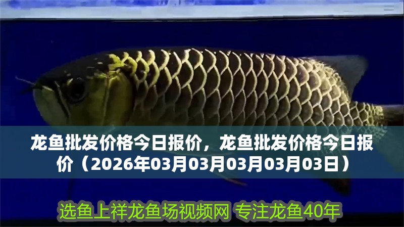 龍魚批發價格今日報價，龍魚批發價格今日報價（2026年03月03月03月03月03日）