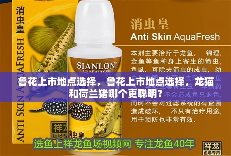 魯花上市地點選擇，魯花上市地點選擇，龍貓和荷蘭豬哪個更聰明？