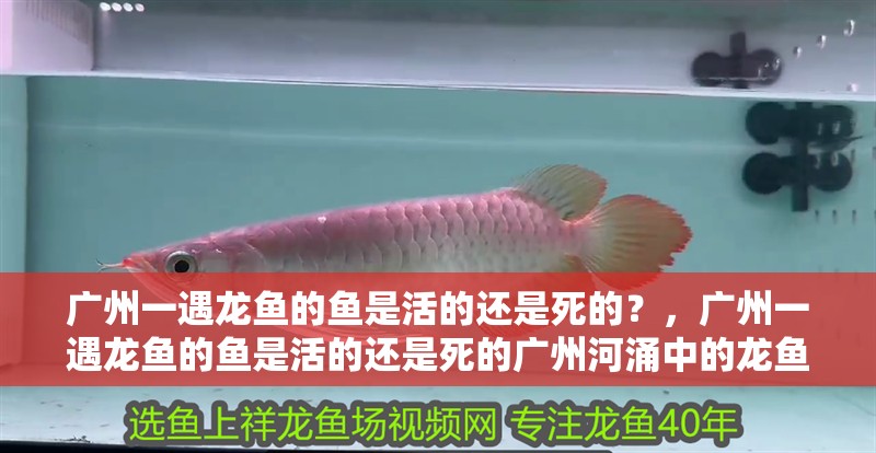 廣州一遇龍魚的魚是活的還是死的？，廣州一遇龍魚的魚是活的還是死的廣州河涌中的龍魚現狀如何