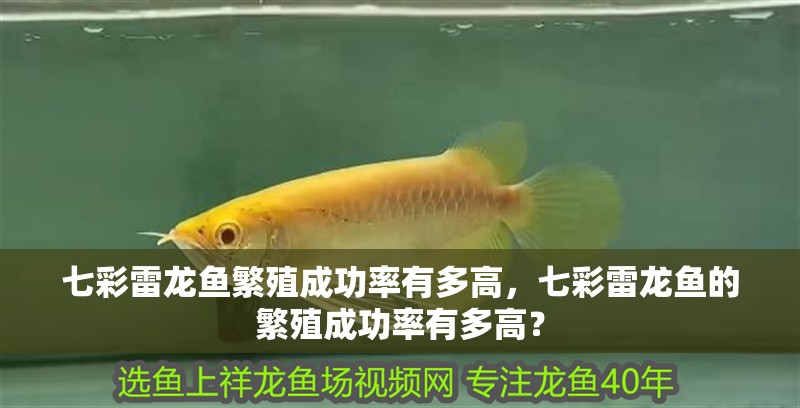 七彩雷龍魚繁殖成功率有多高，七彩雷龍魚的繁殖成功率有多高？ 七彩雷龍魚繁殖成功率有多高，七彩雷龍魚的繁殖成功率有多高？ 龍魚百科