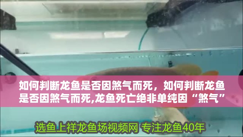 如何判斷龍魚是否因煞氣而死，如何判斷龍魚是否因煞氣而死,龍魚死亡絕非單純因“煞氣”