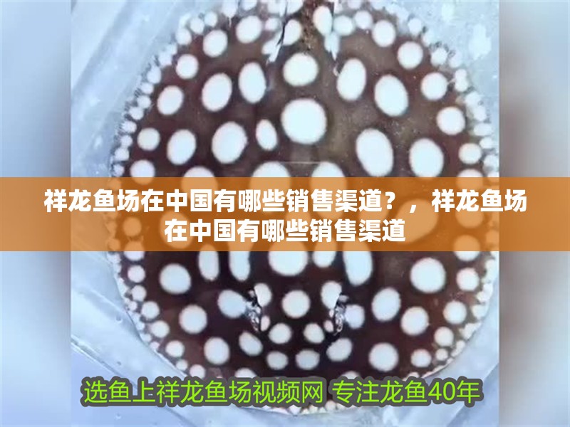 祥龍魚場(chǎng)在中國(guó)有哪些銷售渠道？，祥龍魚場(chǎng)在中國(guó)有哪些銷售渠道