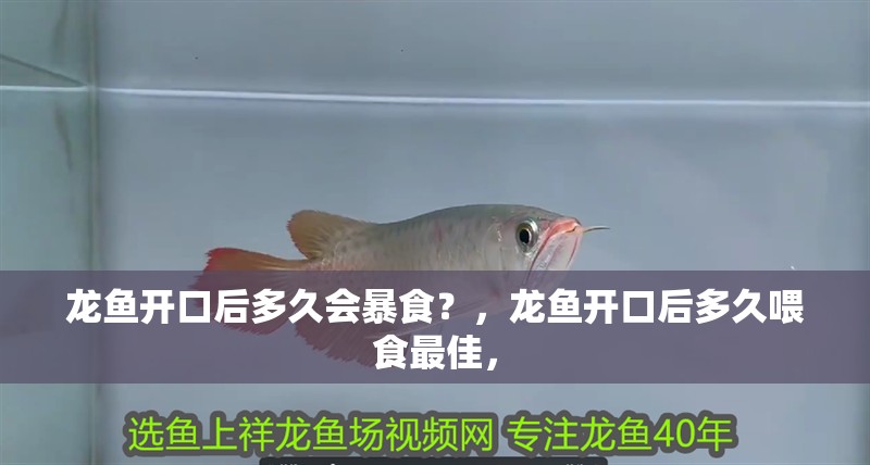 龍魚開口后多久會暴食？，龍魚開口后多久喂食最佳，