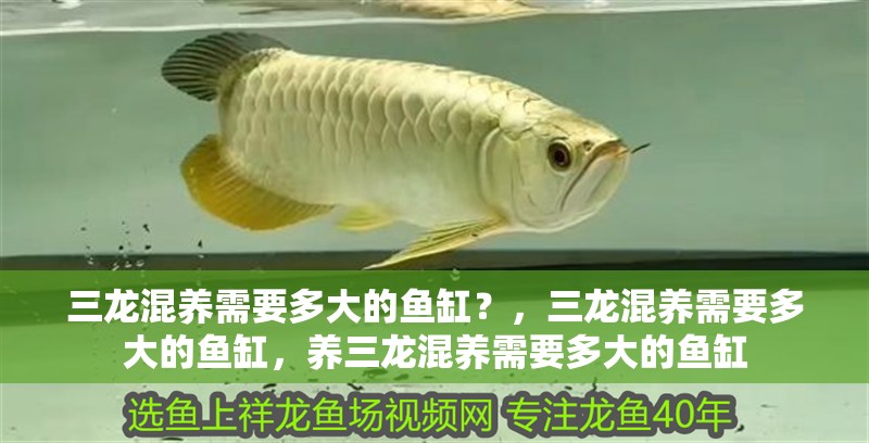 三龍混養需要多大的魚缸？，三龍混養需要多大的魚缸，養三龍混養需要多大的魚缸 三龍混養需要多大的魚缸？，三龍混養需要多大的魚缸，養三龍混養需要多大的魚缸 龍魚百科