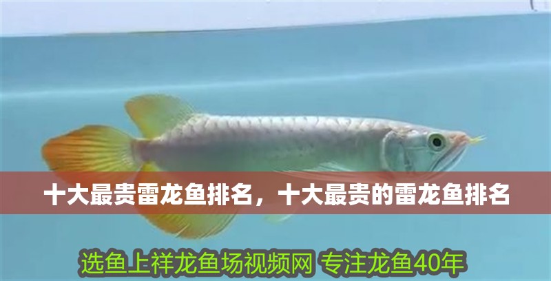 魚缸用增氧泵價格是多少:魚缸增氧機-xtrac增氧機-xtrac增氧機 十大最貴雷龍魚排名,十大最貴的雷龍魚排名 龍魚百科 十大最貴雷龍魚排名,十大最貴的雷龍魚排名 十大最貴雷龍魚排名,十大最貴的雷龍魚排名 龍魚百科