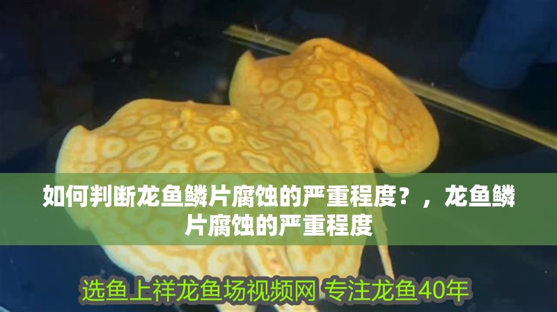 如何判斷龍魚鱗片腐蝕的嚴(yán)重程度？，龍魚鱗片腐蝕的嚴(yán)重程度