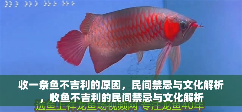 收一條魚(yú)不吉利的原因，民間禁忌與文化解析，收魚(yú)不吉利的民間禁忌與文化解析