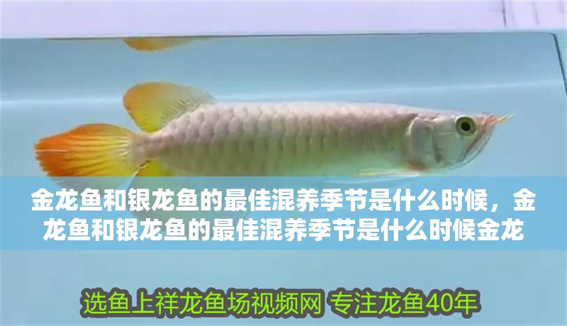 金龍魚和銀龍魚的最佳混養(yǎng)季節(jié)是什么時(shí)候，金龍魚和銀龍魚的最佳混養(yǎng)季節(jié)是什么時(shí)候金龍魚和銀龍魚最佳混養(yǎng)