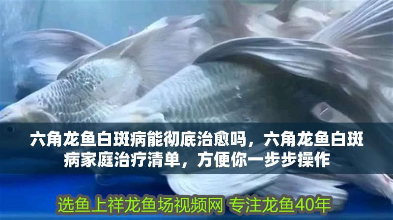 六角龍魚白斑病能徹底治愈嗎，六角龍魚白斑病家庭治療清單，方便你一步步操作