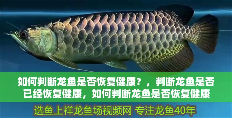 如何判斷龍魚是否恢復健康？，判斷龍魚是否已經恢復健康，如何判斷龍魚是否恢復健康