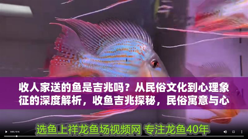 收人家送的魚是吉兆嗎？從民俗文化到心理象征的深度解析，收魚吉兆探秘，民俗寓意與心理象征的全方位解讀 收人家送的魚是吉兆嗎？從民俗文化到心理象征的深度解析，收魚吉兆探秘，民俗寓意與心理象征的全方位解讀 龍魚百科 第1張