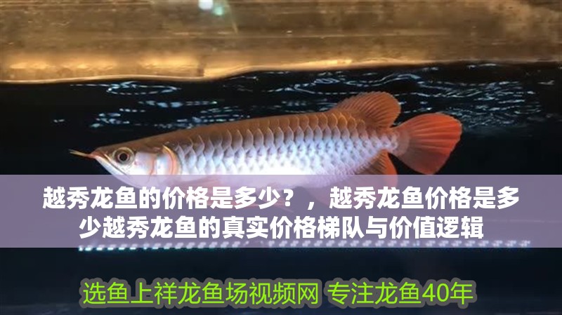 越秀龍魚的價格是多少？，越秀龍魚價格是多少越秀龍魚的真實價格梯隊與價值邏輯