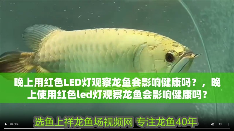 晚上用紅色LED燈觀察龍魚會影響健康嗎？，晚上使用紅色led燈觀察龍魚會影響健康嗎？