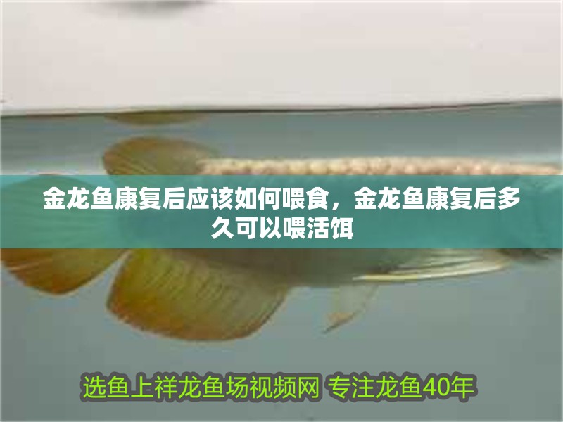 金龍魚康復后應該如何喂食，金龍魚康復后多久可以喂活餌 金龍魚康復后應該如何喂食，金龍魚康復后多久可以喂活餌 龍魚百科