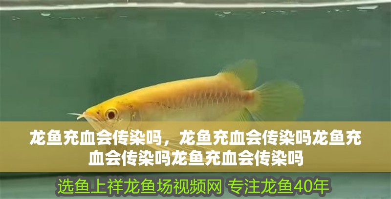 龍魚充血會傳染嗎，龍魚充血會傳染嗎龍魚充血會傳染嗎龍魚充血會傳染嗎