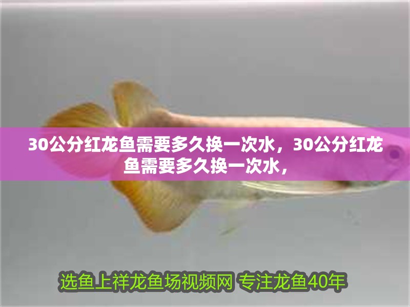 30公分紅龍魚需要多久換一次水，30公分紅龍魚需要多久換一次水， 30公分紅龍魚需要多久換一次水，30公分紅龍魚需要多久換一次水， 龍魚百科