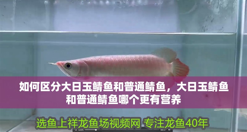 如何區(qū)分大日玉鯖魚和普通鯖魚，大日玉鯖魚和普通鯖魚哪個(gè)更有營養(yǎng)